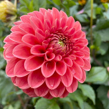 Load image into Gallery viewer, Jomanda Dahlia Tuber - JMND