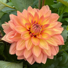 Load image into Gallery viewer, Nicholas Dahlia Tuber - NIC