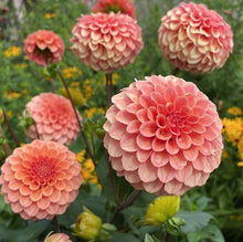 Load image into Gallery viewer, Rose Toscano Dahlia Tuber - ROST
