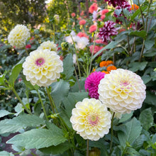 Load image into Gallery viewer, Cherish Dahlia Tuber - CHER