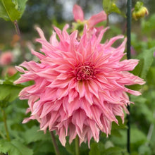 Load image into Gallery viewer, Penhill Watermelon Dahlia Tuber - PEN