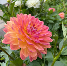 Load image into Gallery viewer, Pam Howden Dahlia Tuber - PAMH