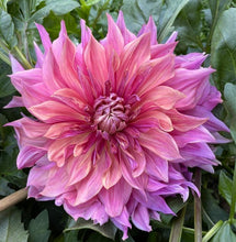 Load image into Gallery viewer, Penhill Dark Monarch Dahlia Tuber - PDM