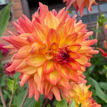Load image into Gallery viewer, Azteca Dahlia Tuber - AZTC