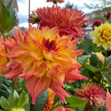 Load image into Gallery viewer, Azteca Dahlia Tuber - AZTC