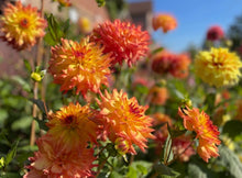 Load image into Gallery viewer, Azteca Dahlia Tuber - AZTC
