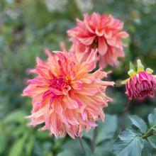 Load image into Gallery viewer, Normandy Lisanne Dahlia Tuber - NMLS