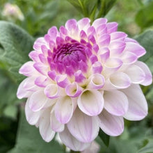 Load image into Gallery viewer, CB Trevlove Dahlia Tuber - CBTRV