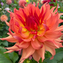 Load image into Gallery viewer, Azteca Dahlia Tuber - AZTC