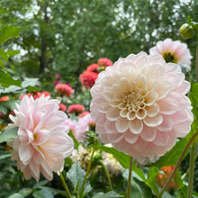 Load image into Gallery viewer, Sweet Nathalie Dahlia Tuber - SWTN