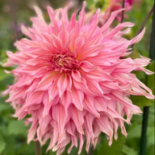 Load image into Gallery viewer, Penhill Watermelon Dahlia Tuber - PEN