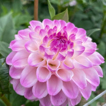 Load image into Gallery viewer, CB Trevlove Dahlia Tuber - CBTRV