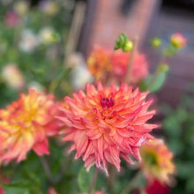 Load image into Gallery viewer, Azteca Dahlia Tuber - AZTC