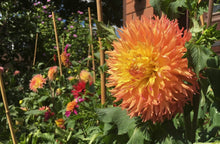 Load image into Gallery viewer, Van Isle Princess Dahlia Tuber - VIPRN