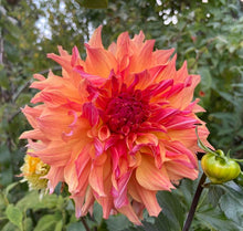 Load image into Gallery viewer, Normandy Lisanne Dahlia Tuber - NMLS