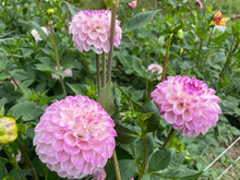 Load image into Gallery viewer, CB Trevlove Dahlia Tuber - CBTRV