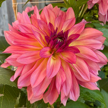 Load image into Gallery viewer, Forever Unicorn Dahlia Tuber - FUNC (5 Pack)