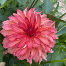 Load image into Gallery viewer, Baron Katie Dahlia Tuber - BRKT