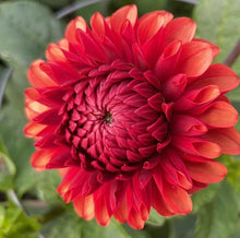 Load image into Gallery viewer, Brown Sugar Dahlia Tuber - BSG