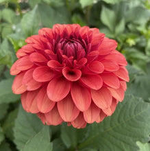 Load image into Gallery viewer, Brown Sugar Dahlia Tuber - BSG