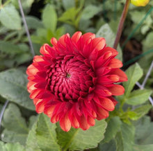 Load image into Gallery viewer, Brown Sugar Dahlia Tuber - BSG