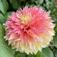 Load image into Gallery viewer, Kogane Fubuki Dahlia Tuber - KOGF