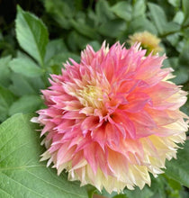 Load image into Gallery viewer, Kogane Fubuki Dahlia Tuber - KOGF