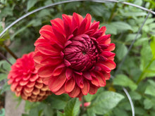 Load image into Gallery viewer, Brown Sugar Dahlia Tuber - BSG