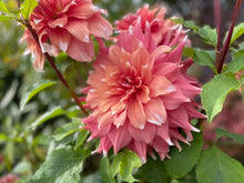 Load image into Gallery viewer, Frost Nip Dahlia Tuber - FRNP
