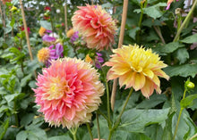 Load image into Gallery viewer, Kogane Fubuki Dahlia Tuber - KOGF