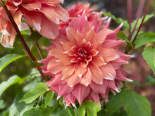 Load image into Gallery viewer, Frost Nip Dahlia Tuber - FRNP