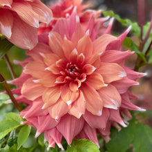Load image into Gallery viewer, Frost Nip Dahlia Tuber - FRNP
