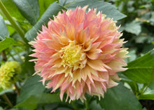 Load image into Gallery viewer, Kogane Fubuki Dahlia Tuber - KOGF