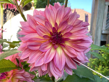 Load image into Gallery viewer, Forever Unicorn Dahlia Tuber - FUNC (5 Pack)