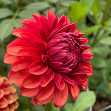 Load image into Gallery viewer, Brown Sugar Dahlia Tuber - BSG