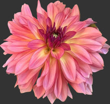 Load image into Gallery viewer, Forever Unicorn Dahlia Tuber - FUNC (5 Pack)