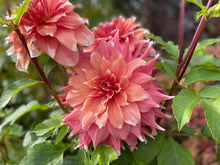Load image into Gallery viewer, Frost Nip Dahlia Tuber - FRNP