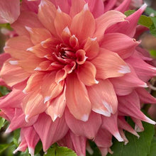 Load image into Gallery viewer, Frost Nip Dahlia Tuber - FRNP