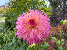 Load image into Gallery viewer, Pineland Princess Dahlia Tuber - PLP (5 Pack)