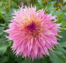 Load image into Gallery viewer, Pineland Princess Dahlia Tuber - PLP (5 Pack)