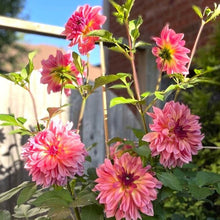 Load image into Gallery viewer, Forever Unicorn Dahlia Tuber - FUNC (5 Pack)