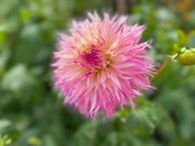 Load image into Gallery viewer, Pineland Princess Dahlia Tuber - PLP (5 Pack)