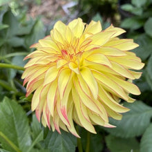 Load image into Gallery viewer, Verrone's Taylor Swift Dahlia Tuber - VRNTS
