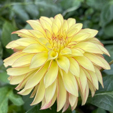 Load image into Gallery viewer, Verrone's Taylor Swift Dahlia Tuber - VRNTS