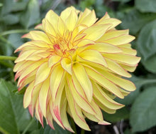 Load image into Gallery viewer, Verrone's Taylor Swift Dahlia Tuber - VRNTS