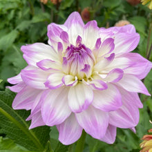 Load image into Gallery viewer, Mikayla Miranda Dahlia Tuber - MKM