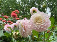 Load image into Gallery viewer, Sweet Nathalie Dahlia Tuber - SWTN