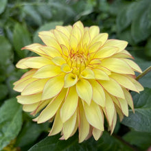 Load image into Gallery viewer, Verrone's Taylor Swift Dahlia Tuber - VRNTS