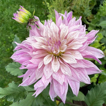 Load image into Gallery viewer, Labyrinth Two Tone Dahlia Tuber - LABT