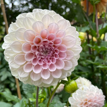 Load image into Gallery viewer, Sweet Nathalie Dahlia Tuber - SWTN